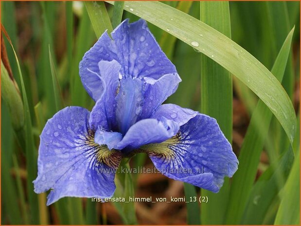 Iris sibirica 'Himmel von Komi' | Siberische iris, Lis, Iris | Sibirische Schwertlilie