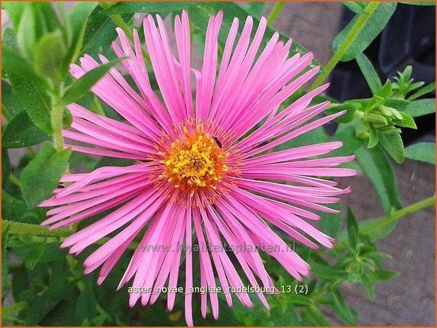 Aster novae-angliae &#x0027;Rudelsburg&#x0027; | Herfstaster, Aster | Neuengland-Aster