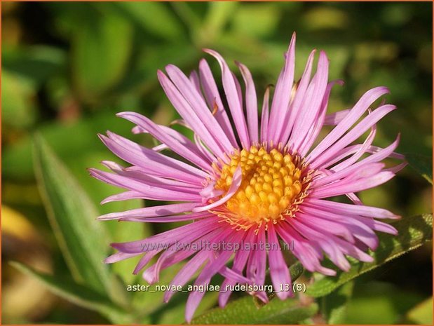 Aster novae-angliae &#x0027;Rudelsburg&#x0027; | Herfstaster, Aster | Neuengland-Aster