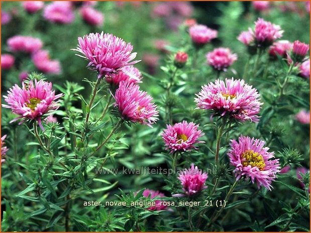 Aster novae-angliae 'Rosa Sieger' | Aster, Herfstaster