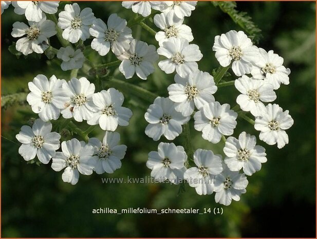 Achillea millefolium 'Schneetaler' | Duizendblad | Gewöhnliche Schafgarbe