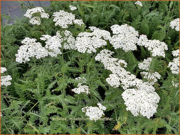 Achillea millefolium 'Schneetaler' | Duizendblad | Gewöhnliche Schafgarbe