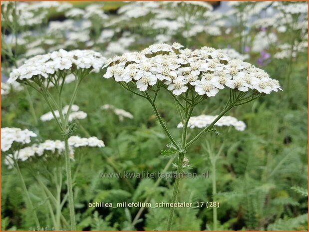 Achillea millefolium 'Schneetaler' | Duizendblad | Gewöhnliche Schafgarbe