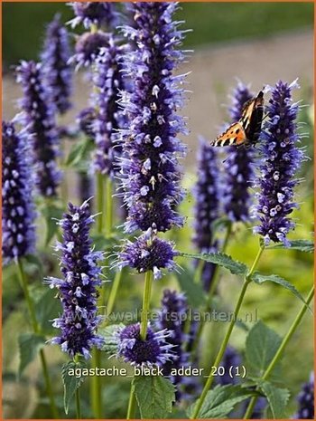 Agastache 'Black Adder' | Dropplant, Anijsnetel | Duftnessel