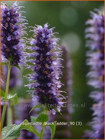 Agastache 'Black Adder' | Dropplant, Anijsnetel | Duftnessel