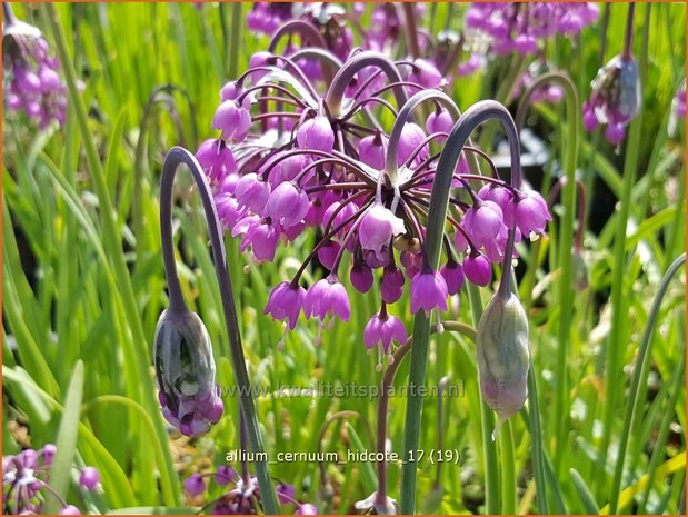 Allium cernuum 'Hidcote' | Amerikaanse look, Sierui, Look | Nickender Lauch