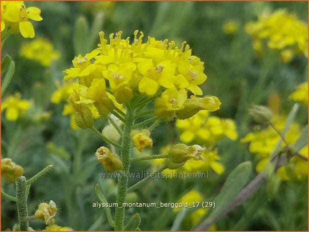 Alyssum montanum 'Berggold' | Schildzaad | Berg-Steinkraut