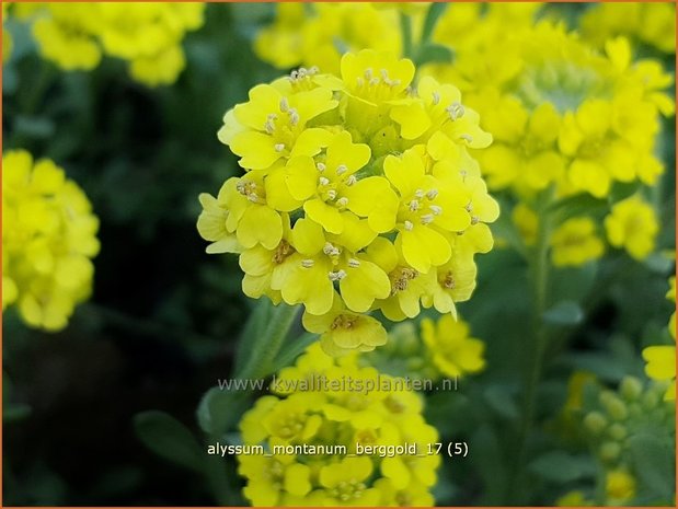 Alyssum montanum 'Berggold' | Schildzaad | Berg-Steinkraut