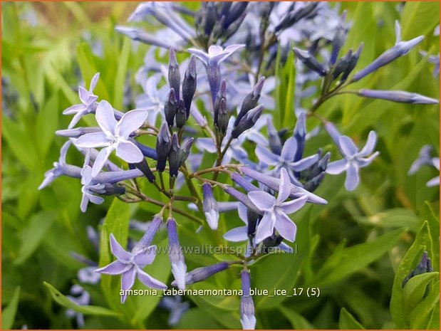 Amsonia tabernaemontana 'Blue Ice' | Blauwe ster, Stermaagdenpalm | Gewöhnlicher Röhrenstern