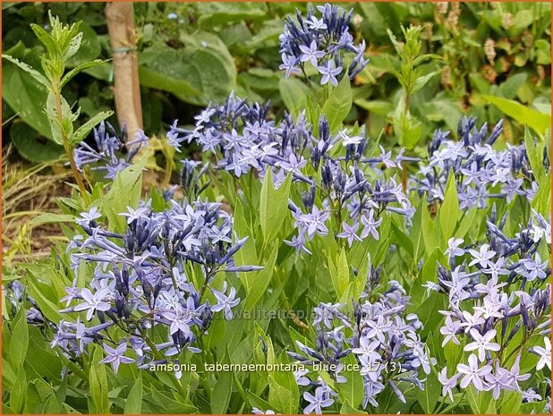 Amsonia tabernaemontana 'Blue Ice' | Blauwe ster, Stermaagdenpalm | Gewöhnlicher Röhrenstern