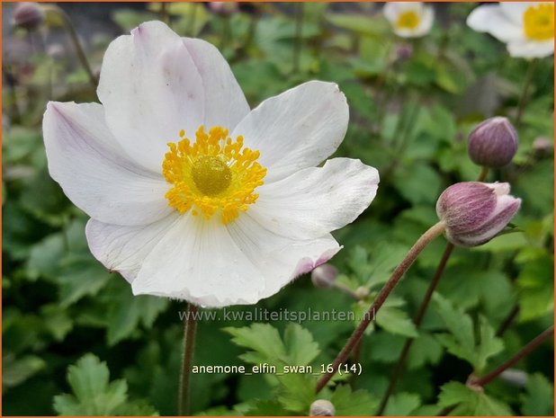 Anemone 'Elfin Swan' | Anemoon | Anemone