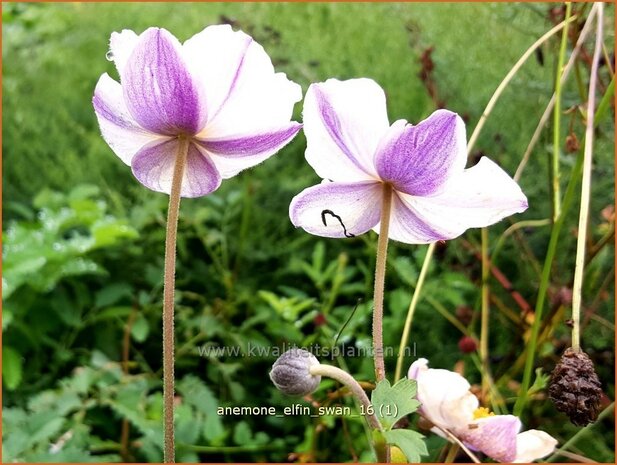 Anemone 'Elfin Swan' | Anemoon | Anemone