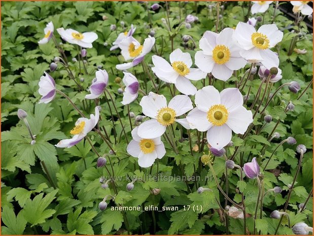 Anemone 'Elfin Swan' | Anemoon | Anemone