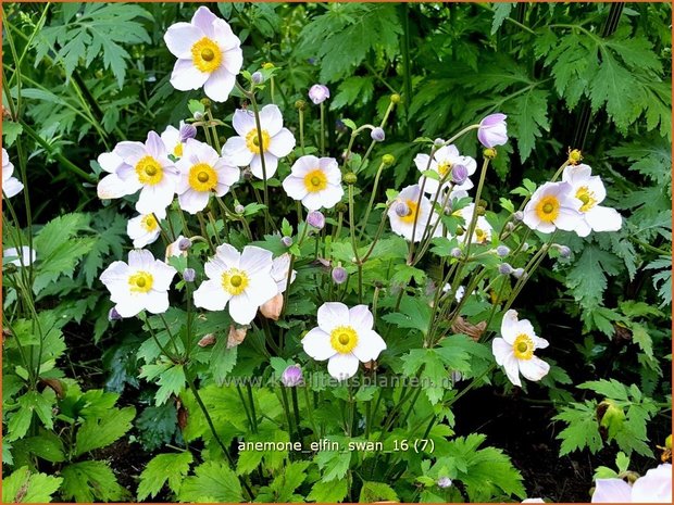 Anemone 'Elfin Swan' | Anemoon | Anemone