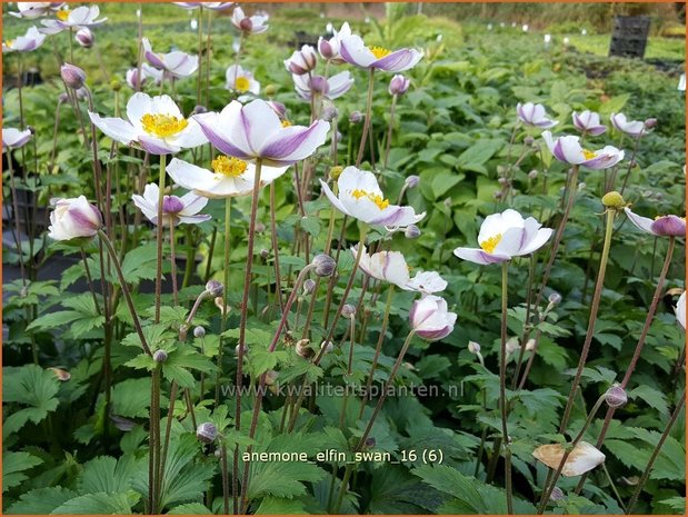 Anemone 'Elfin Swan' | Anemoon | Anemone