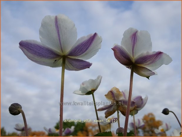 Anemone 'Elfin Swan' | Anemoon | Anemone