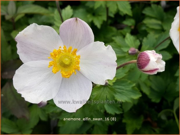 Anemone 'Elfin Swan' | Anemoon | Anemone