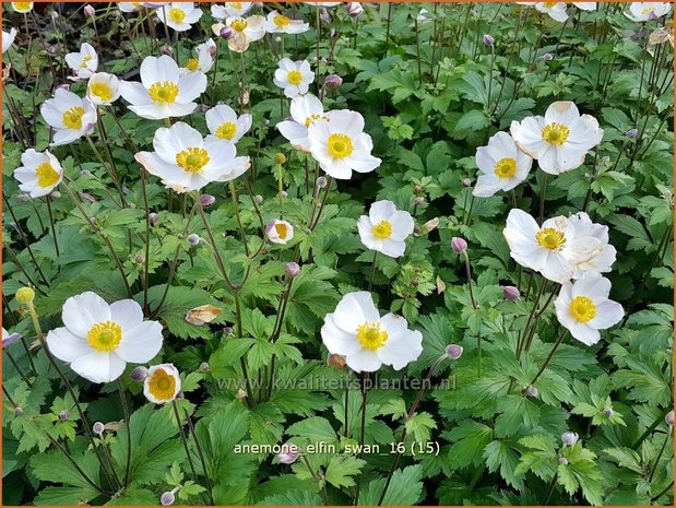 Anemone 'Elfin Swan' | Anemoon | Anemone