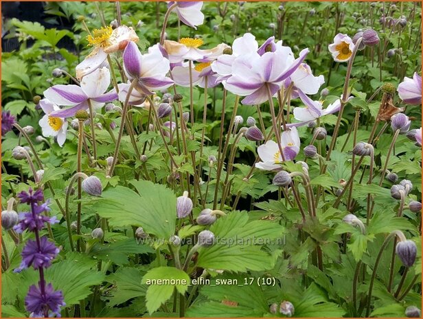 Anemone 'Elfin Swan' | Anemoon | Anemone