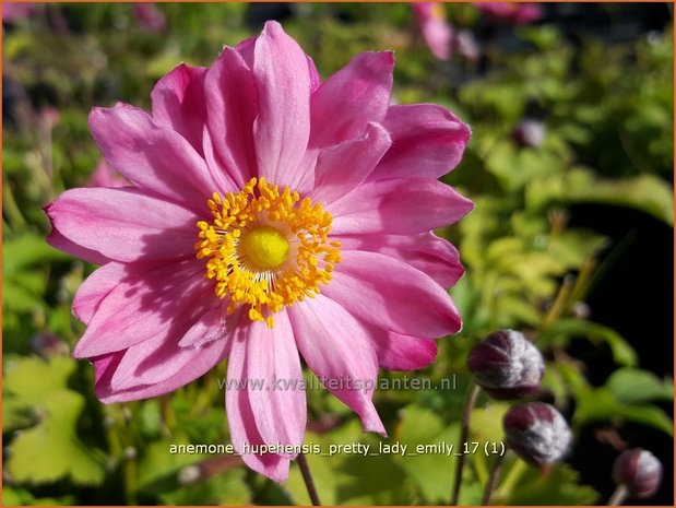 Anemone hupehensis 'Pretty Lady Emily' | Herfstanemoon, Japanse anemoon, Anemoon | Herbstanemone