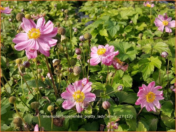 Anemone hupehensis 'Pretty Lady Emily' | Herfstanemoon, Japanse anemoon, Anemoon | Herbstanemone