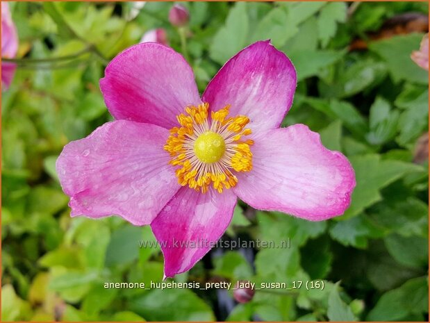 Anemone hupehensis 'Pretty Lady Susan' | Herfstanemoon, Japanse anemoon, Anemoon | Herbstanemone