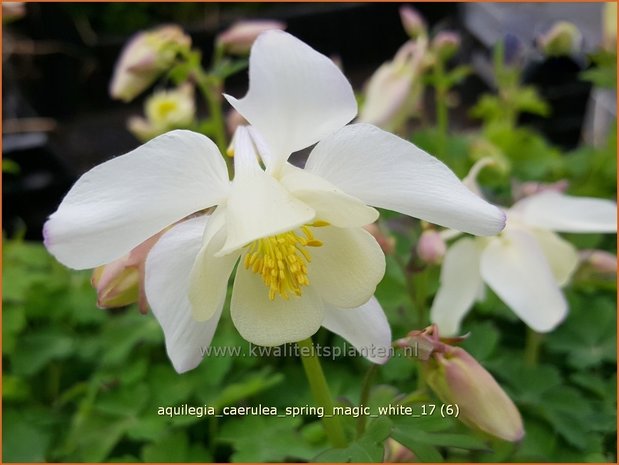 Aquilegia caerulea 'Spring Magic White' | Akelei | Langspornige Akelei