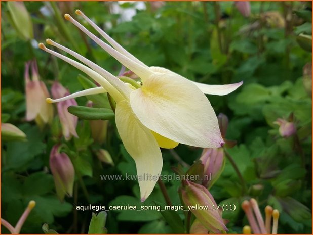 Aquilegia caerulea 'Spring Magic Yellow' | Akelei | Langspornige Akelei