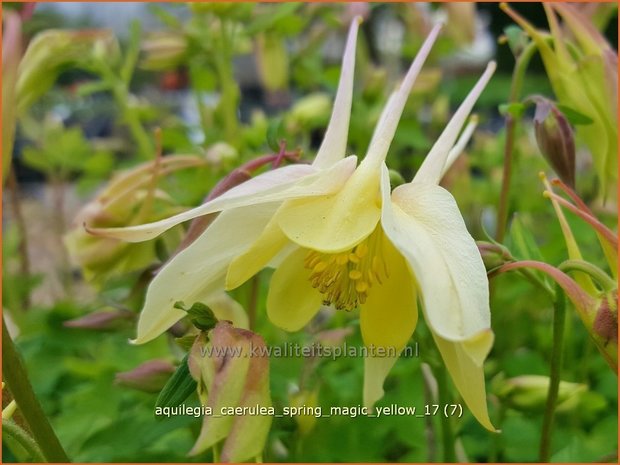 Aquilegia caerulea 'Spring Magic Yellow' | Akelei | Langspornige Akelei