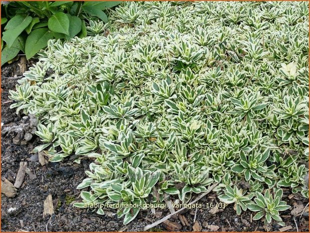 Arabis ferdinandi-coburgii 'Variegata' | Randjesbloem | Mazedonische Gänsekresse