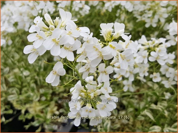 Arabis ferdinandi-coburgii 'Variegata' | Randjesbloem | Mazedonische Gänsekresse