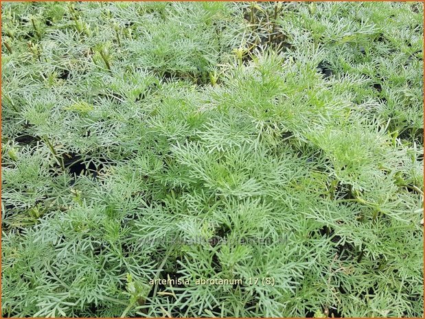 Artemisia abrotanum | Citroenkruid, Alsem, Bijvoet | Eberraute