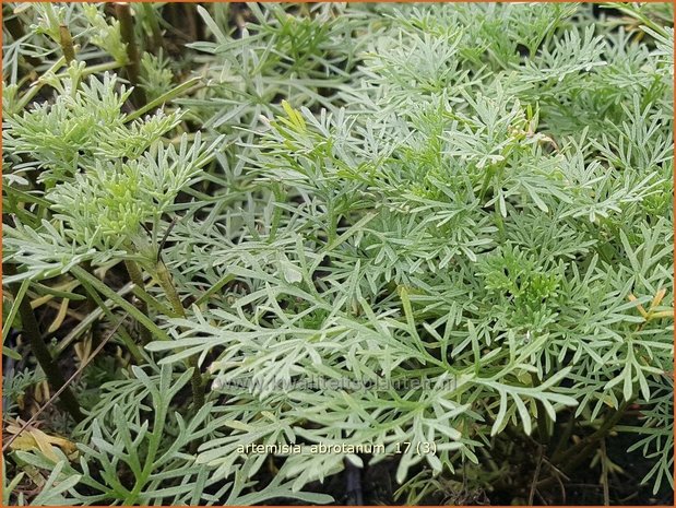 Artemisia abrotanum | Citroenkruid, Alsem, Bijvoet | Eberraute