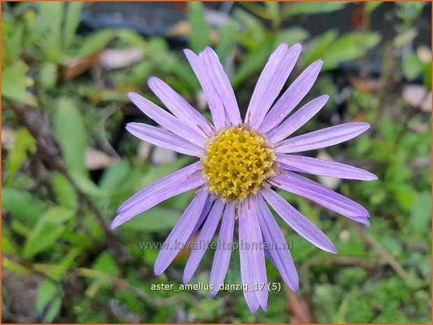 Aster amellus 'Danzig' | Bergaster, Aster | Bergaster