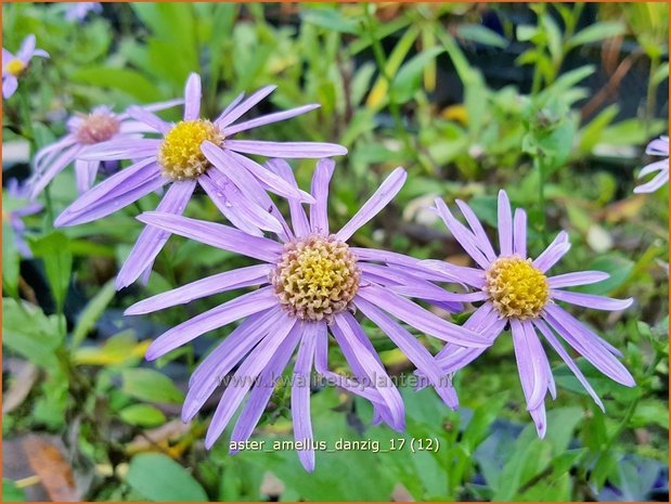 Aster amellus 'Danzig' | Bergaster, Aster | Bergaster