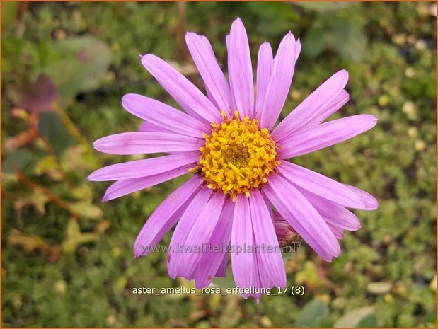 Aster amellus 'Rosa Erfüllung' | Bergaster, Aster | Bergaster