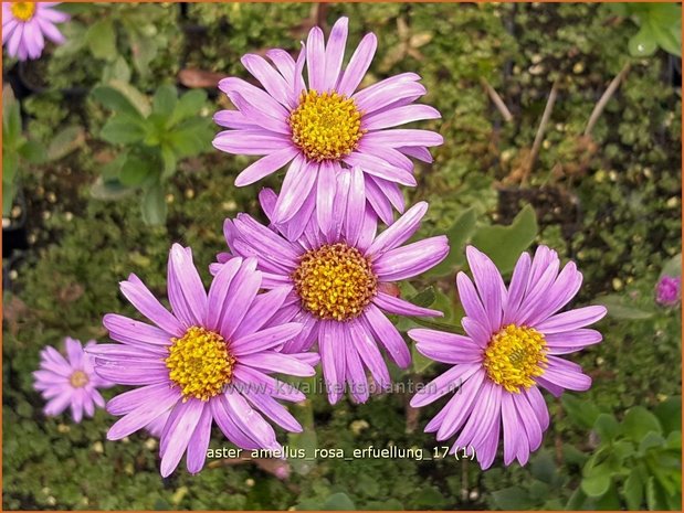 Aster amellus 'Rosa Erfüllung' | Bergaster, Aster | Bergaster