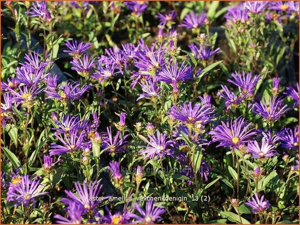 Aster amellus 'Veilchenkoenigin' | Bergaster, Aster | Bergaster