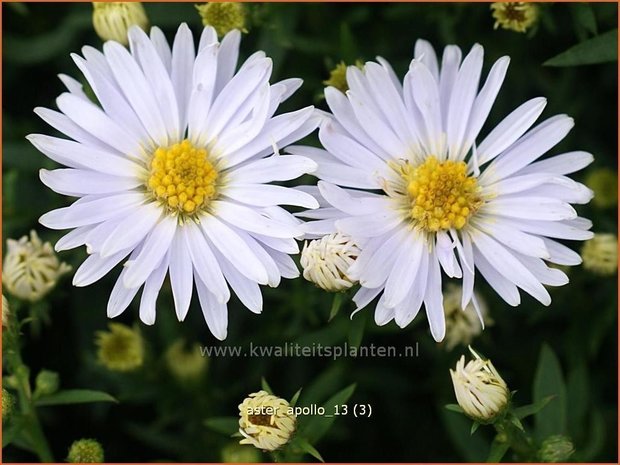 Aster 'Apollo' | Aster | Aster