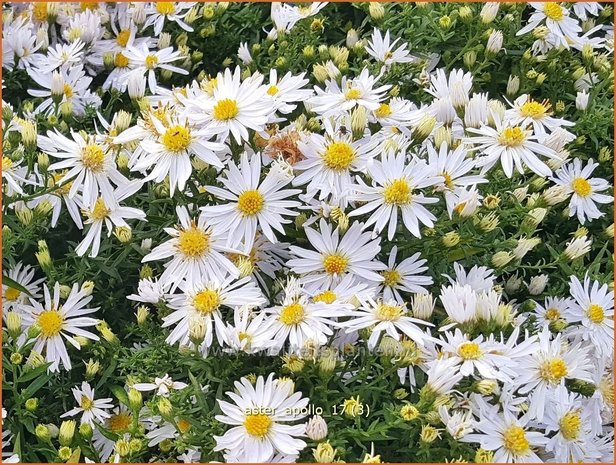 Aster 'Apollo' | Aster | Aster