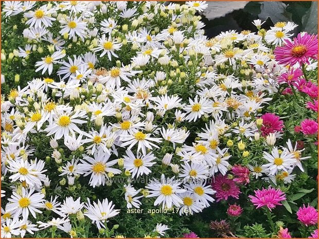 Aster 'Apollo' | Aster | Aster