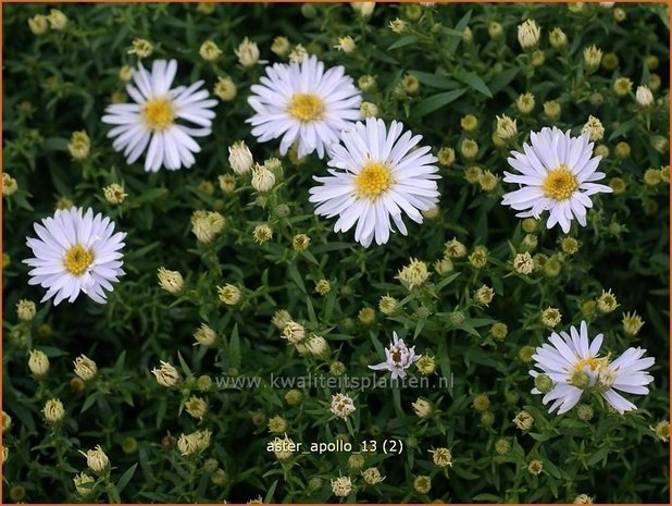 Aster 'Apollo' | Aster | Aster