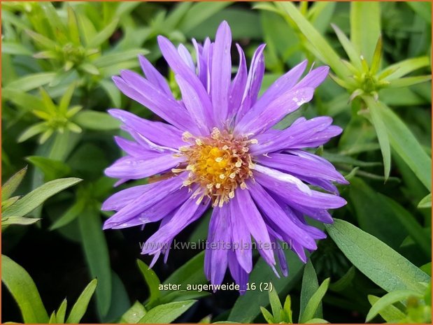 Aster 'Augenweide' | Aster | Aster