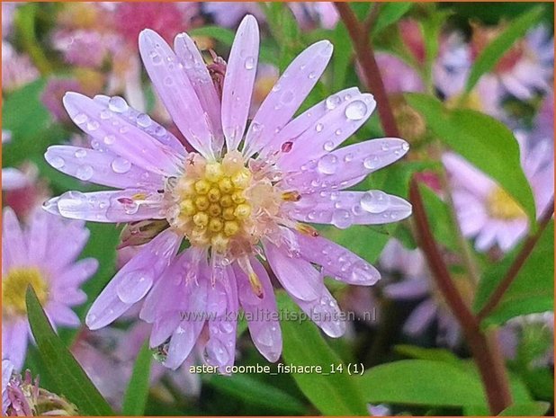 Aster 'Coombe Fishacre' | Aster | Aster