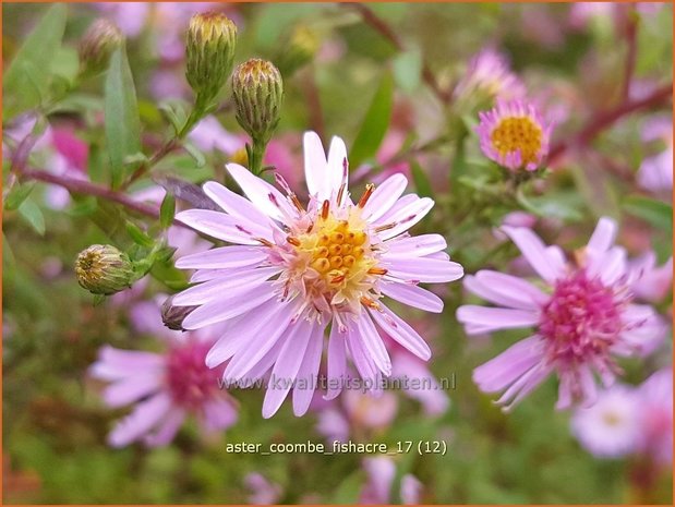 Aster 'Coombe Fishacre' | Aster | Aster