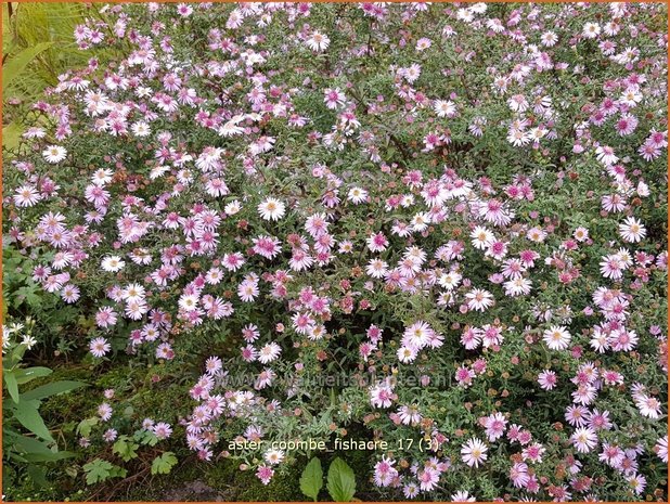 Aster 'Coombe Fishacre' | Aster | Aster