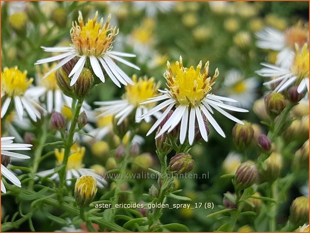 Aster ericoides 'Golden Spray' | Heideaster, Aster | Heide-Aster