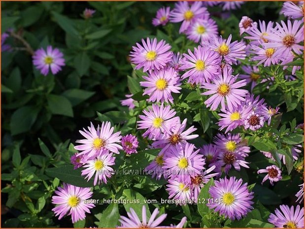 Aster 'Herbstgruß vom Bresserhof' | Aster | Aster