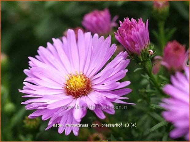 Aster 'Herbstgruß vom Bresserhof' | Aster | Aster