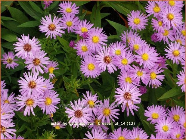 Aster 'Herbstgruß vom Bresserhof' | Aster | Aster